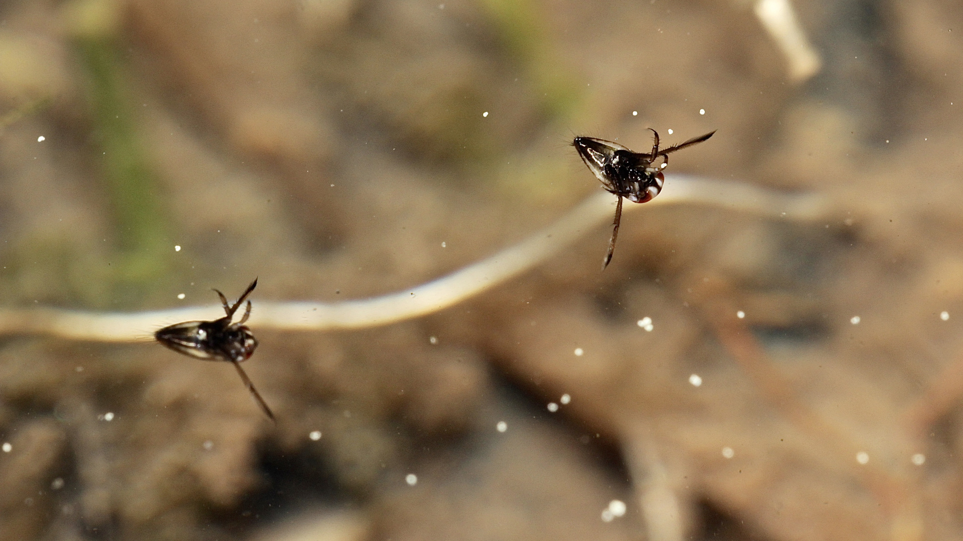 (3) Der Rückenschwimmer (Notonecta), Foto & Bild natur, insekten