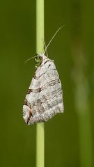 (3) Der Sandheiden-Johanniskrautspanner (Aplocera efformata)