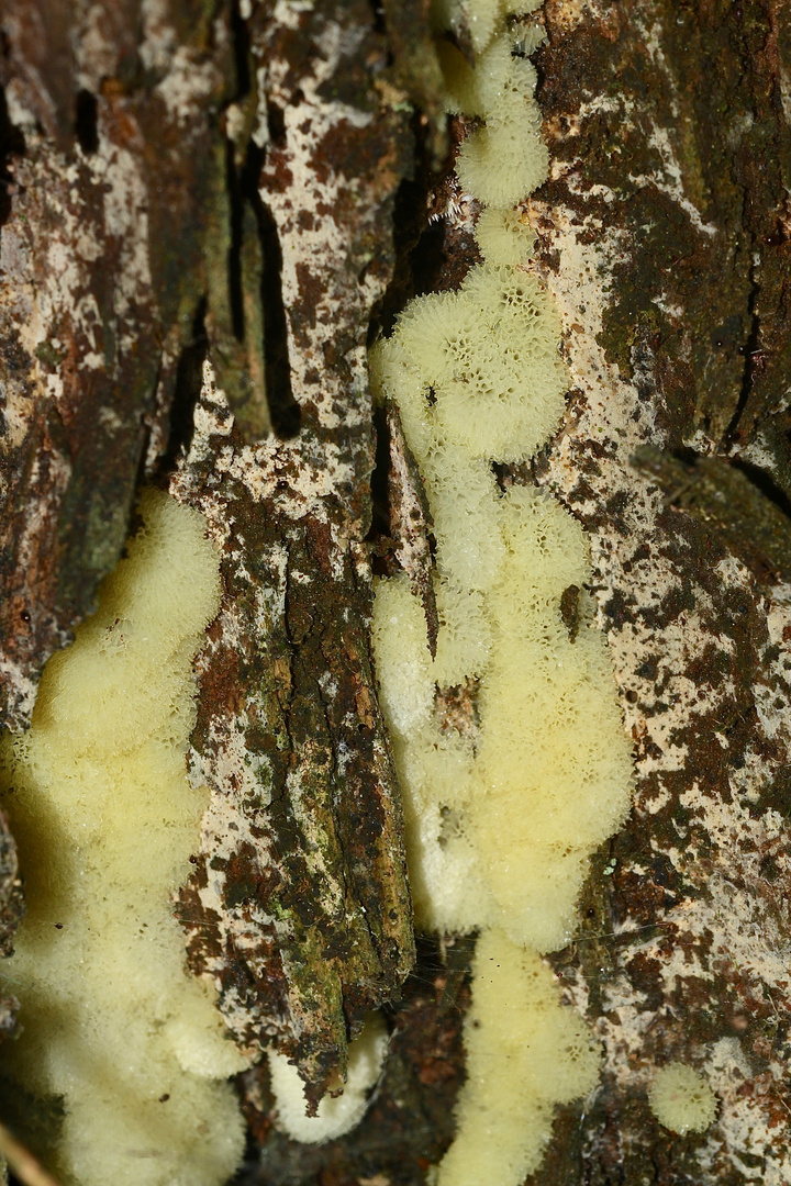 (3) Der Schleim"pilz" CERATOMYXIA FRUTICULOSA und seine Entwicklung