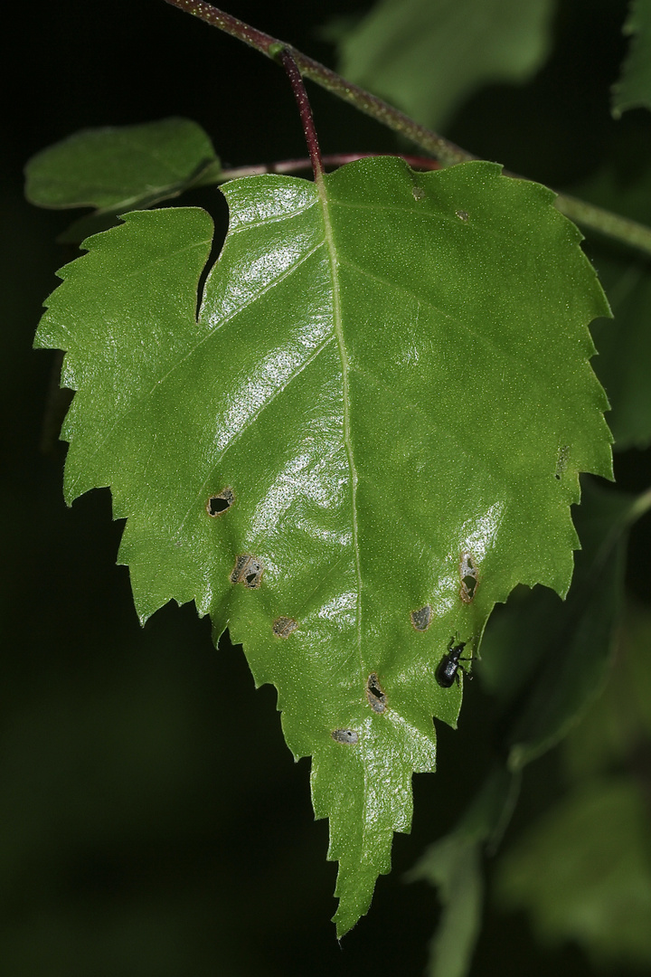 (3) Der Schwarze Birkenblattroller (Deporaus betulae)