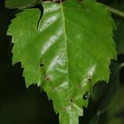 (3) Der Schwarze Birkenblattroller (Deporaus betulae)