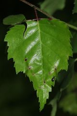 (3) Der Schwarze Birkenblattroller (Deporaus betulae)