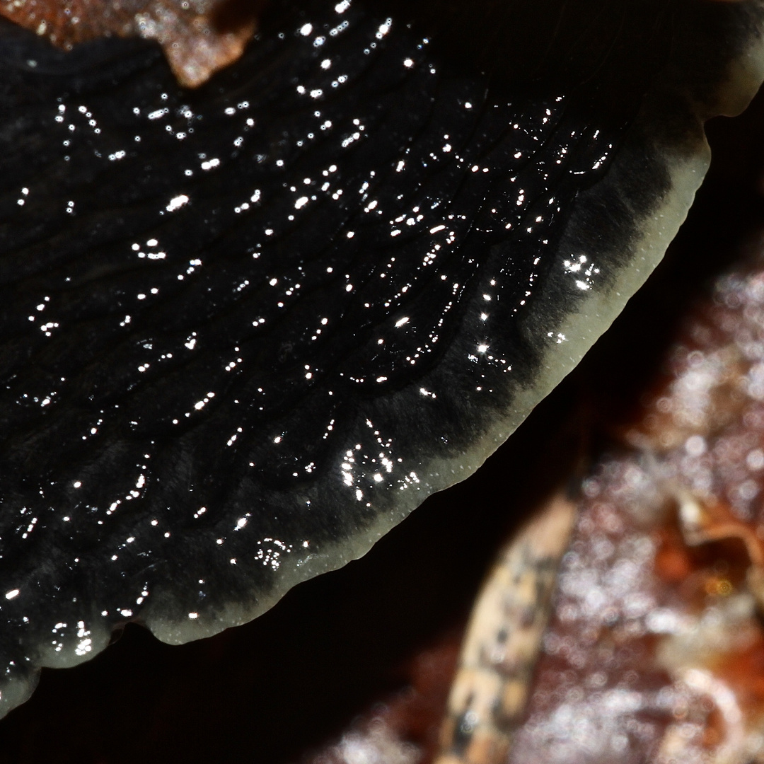 (3) Der Schwarze Schnegel (Limax cinereoniger)