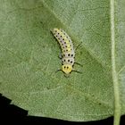 (3) Der Sechzehnfleck-Marienkäfer (Halyzia sedecimguttata)