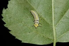 (3) Der Sechzehnfleck-Marienkäfer (Halyzia sedecimguttata)