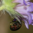 (3) Der Seidenhaarige Fallkäfer (Cryptocephalus sericeus)