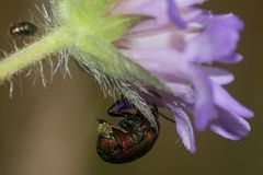 (3) Der Seidenhaarige Fallkäfer (Cryptocephalus sericeus)