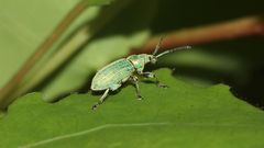 (3) Der Silbriggrüne Blattrüßler (Phyllobius argentatus)