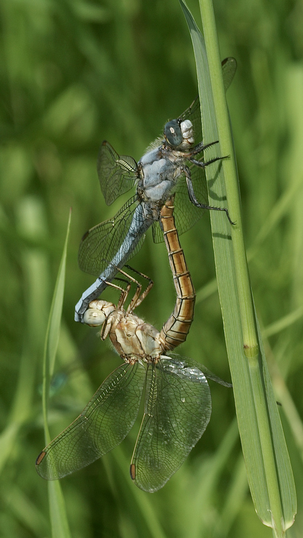 (3) Der Südliche Blaupfeil (Orthetrum brunneum)