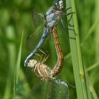 (3) Der Südliche Blaupfeil (Orthetrum brunneum)