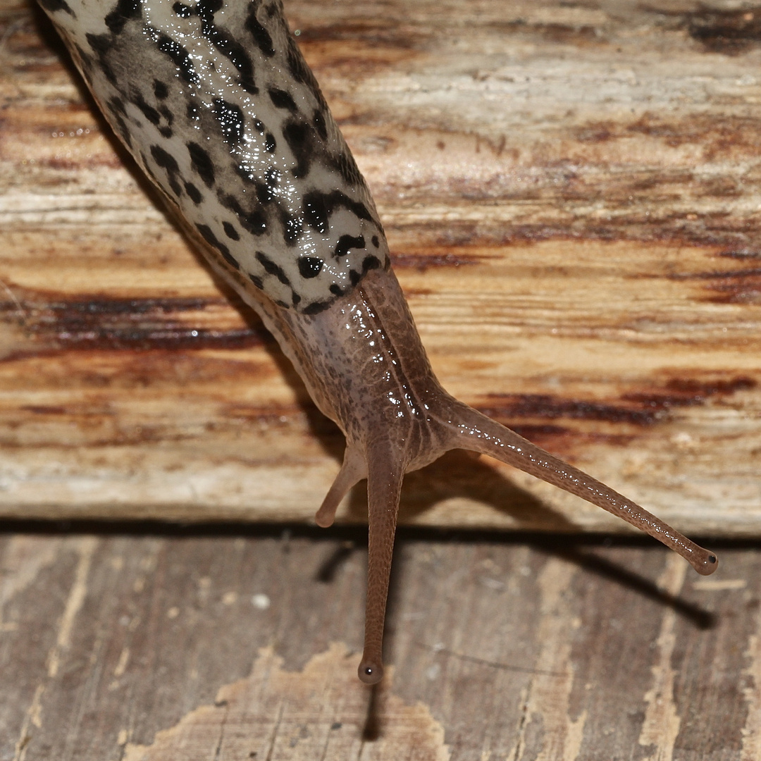 (3) Der Tigerschnegel (Limax maximus)