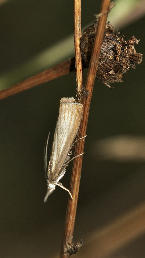 (3) Der "Weiße" Graszünsler (Crambus perlella) aus der Familie der Zünsler (Crambidae) ...