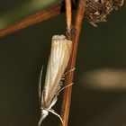 (3) Der "Weiße" Graszünsler (Crambus perlella) aus der Familie der Zünsler (Crambidae) ...