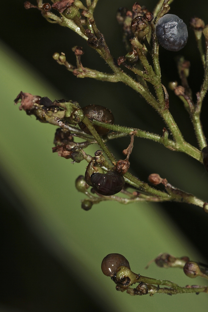 (3) - Der Weißschildige Braunwurzschaber - Cionus scrophulariae