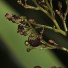 (3) - Der Weißschildige Braunwurzschaber - Cionus scrophulariae