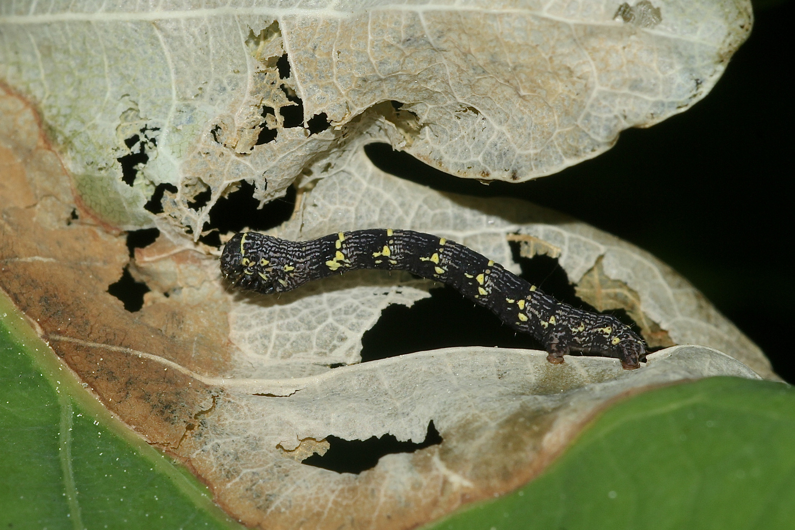 (3) Die 1,5 cm lange Raupe des Schwarzfühler-Dickleibspanners (Lycia hirtaria) ...