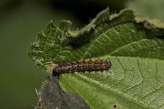 (3) Die Admiral-Jungraupe (Vanessa Atalanta) von 1,5 cm Länge, ...