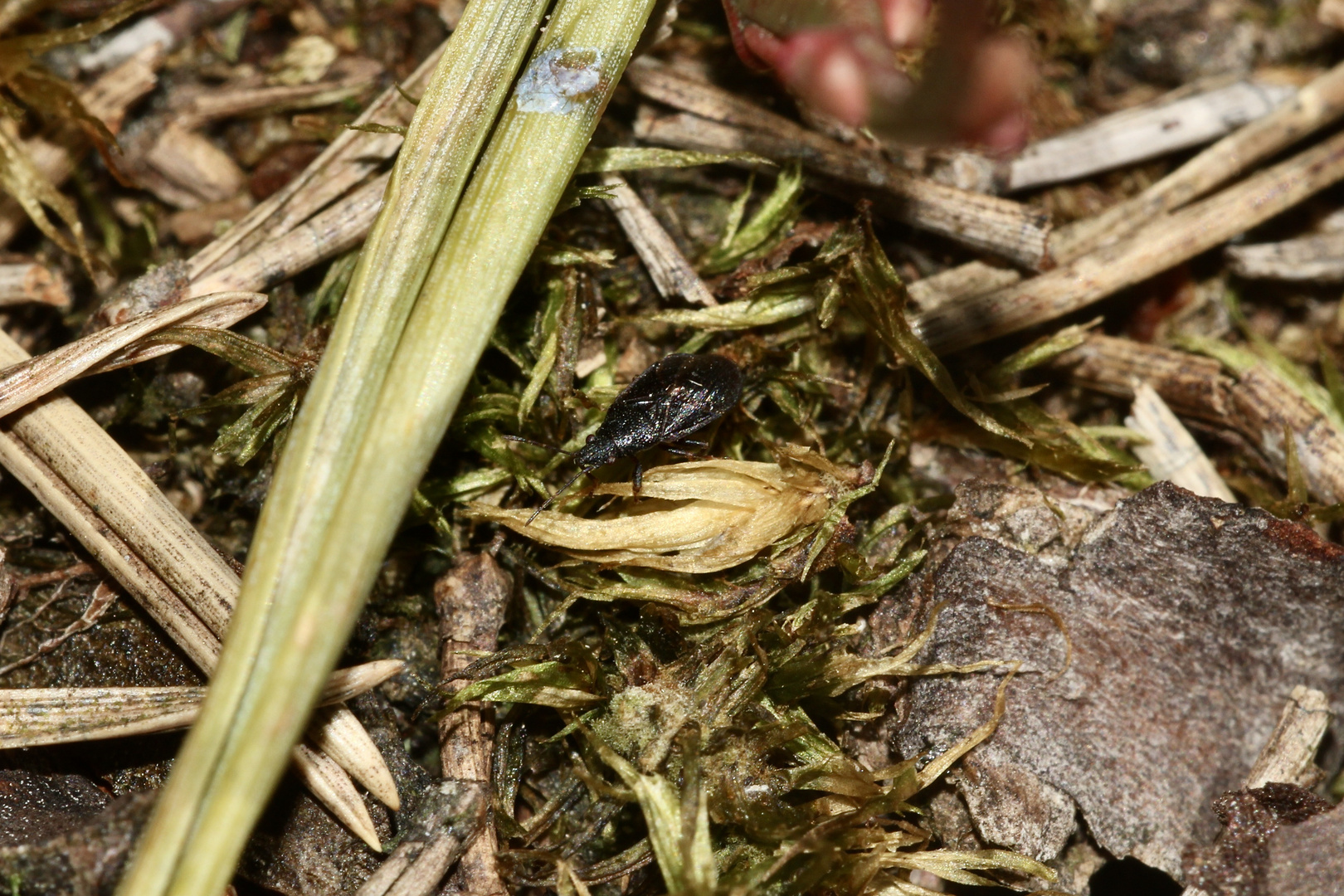 (3) Die äußerst seltene Bodenwanze PHILOMYRMEX INSIGNIS, ...