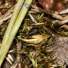 (3) Die äußerst seltene Bodenwanze PHILOMYRMEX INSIGNIS, ...