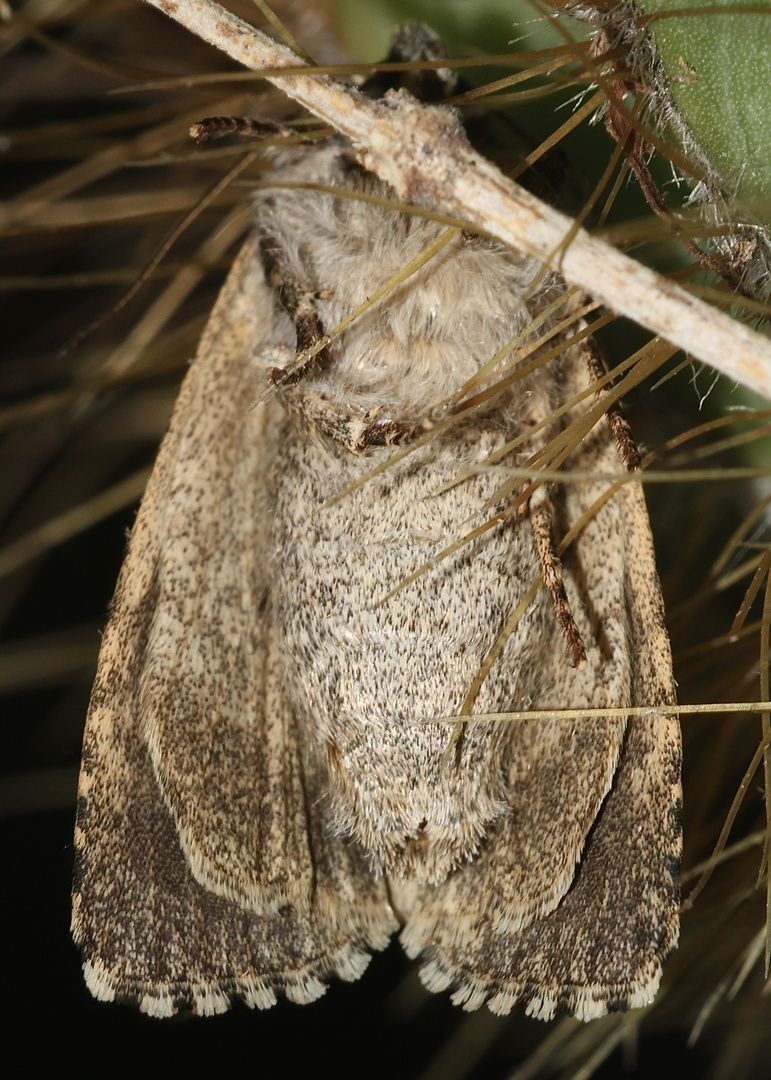 (3) Die Ampfer-Rindeneule (Acronicta rumicis)