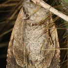 (3) Die Ampfer-Rindeneule (Acronicta rumicis)