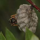 (3) Die Berg-Feldwespe (Polistes biglumis)