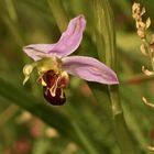 (3) Die BIENENRAGWURZ (kurz "BIENE") - OPHRYS APIFERA ...