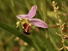 (3) Die BIENENRAGWURZ (kurz "BIENE") - OPHRYS APIFERA ...