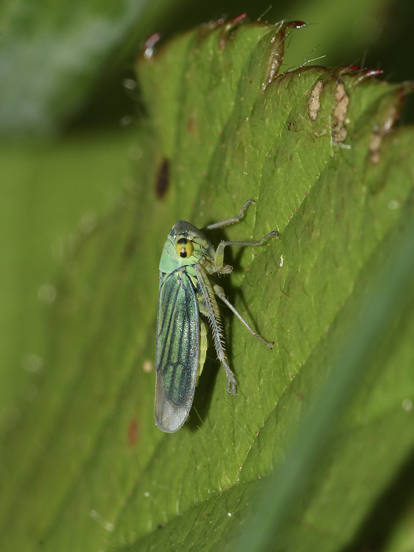 (3) Die Binsen-Schmuckzikade (Cicadella viridis)