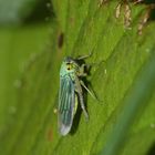 (3) Die Binsen-Schmuckzikade (Cicadella viridis)