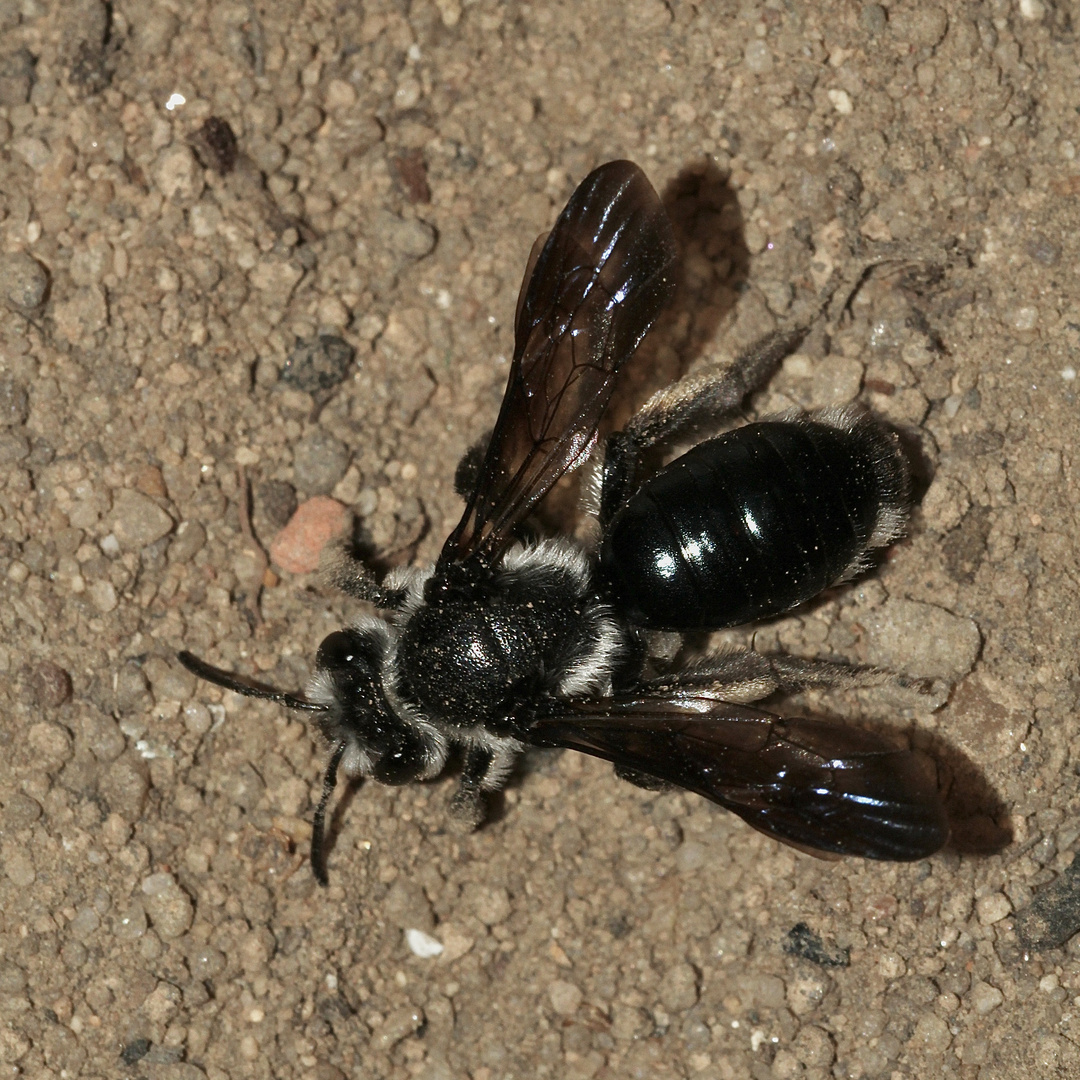 (3) Die Blauschillernde Sandbiene oder Senf-Blauschiller-Sandbiene ...