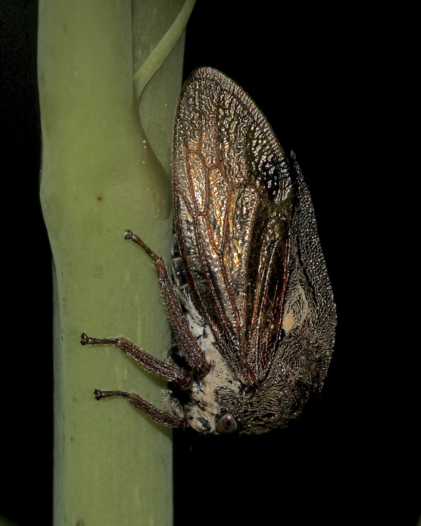 (3) Die Buckelzirpe oder Dornzikade (Centrotus cornutus) - ...