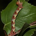 (3) Die bunte Raupe des Großen Frostspanners (Erannis defoliaria)