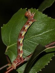 (3) Die bunte Raupe des Großen Frostspanners (Erannis defoliaria)