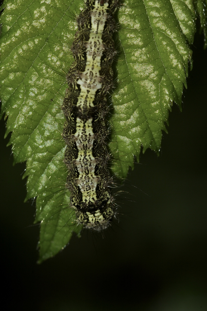 (3) Die ca. 2,5 cm lange Raupe des Nadelwald-Flechtenbärchens (Eilema depressa) ...