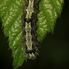 (3) Die ca. 2,5 cm lange Raupe des Nadelwald-Flechtenbärchens (Eilema depressa) ...