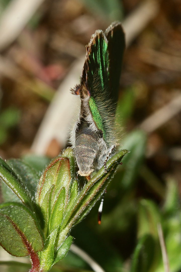 (3) Die Eiablage des Grünen Zipfelfalters (Callophrys rubi) ...