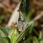 (3) Die Eiablage des Grünen Zipfelfalters (Callophrys rubi) ...