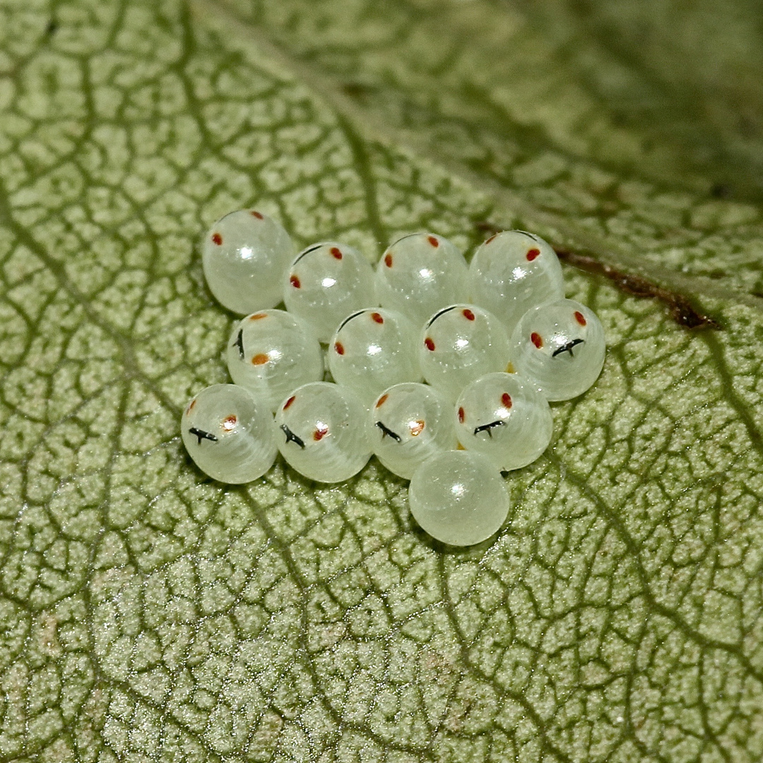 (3) Die Entwicklung der Rotbeinigen Baumwanze (Pentatoma rufipes)