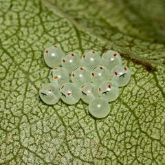 (3) Die Entwicklung der Rotbeinigen Baumwanze (Pentatoma rufipes)