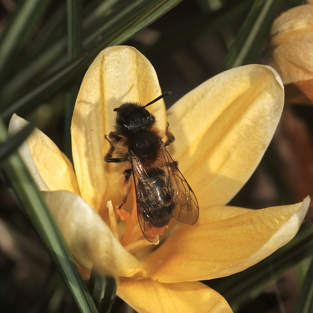 (3) Die ersten Wildbienen im Garten 2018 Foto & Bild natur, krokus