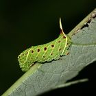 (3) Die etwa 2,5 cm lange Raupe des Pappelschwärmers (Laothoe populi)