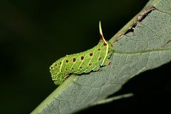 (3) Die etwa 2,5 cm lange Raupe des Pappelschwärmers (Laothoe populi)