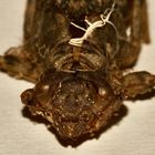 (3) Die Exuvie (Larvenhülle) der Kleinen Zangenlibelle (Onychogomphus forcipatus) - ...