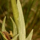 (3) Die fein gestreiften Blätter der Spinnen-Ragwurz (Ophrys sphegodes) 