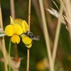 (3) Die FILZZAHN-BLATTSCHNEIDERBIENE (MEGACHILE PILIDENS)