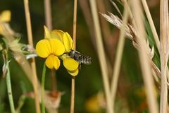 (3) Die FILZZAHN-BLATTSCHNEIDERBIENE (MEGACHILE PILIDENS)