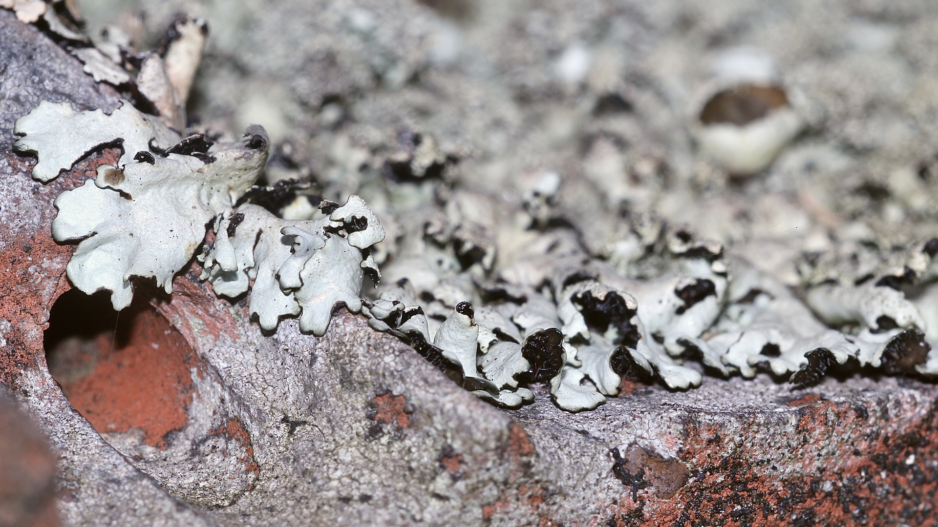 (3) Die Flechte XANTHOPARMELIA CONSPERSA auf einem sonnenbeschienenen Dachziegel