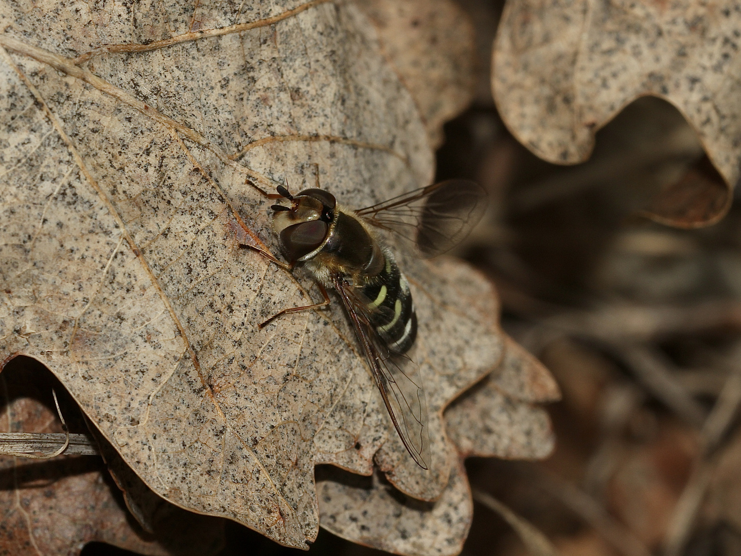 (3) Die Frühe Breitstirn- = Großstirn-Schwebfliege (Scaeva selenitica)