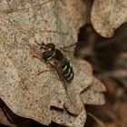 (3) Die Frühe Breitstirn- = Großstirn-Schwebfliege (Scaeva selenitica)